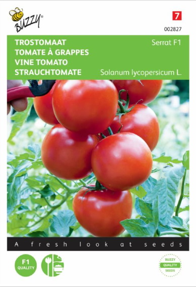 Tomate Serrat F1 (Solanum lycopersicum) 10 Samen BU